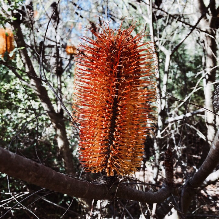 Banksia flower, Morton National Park, New South Wales, Australia.