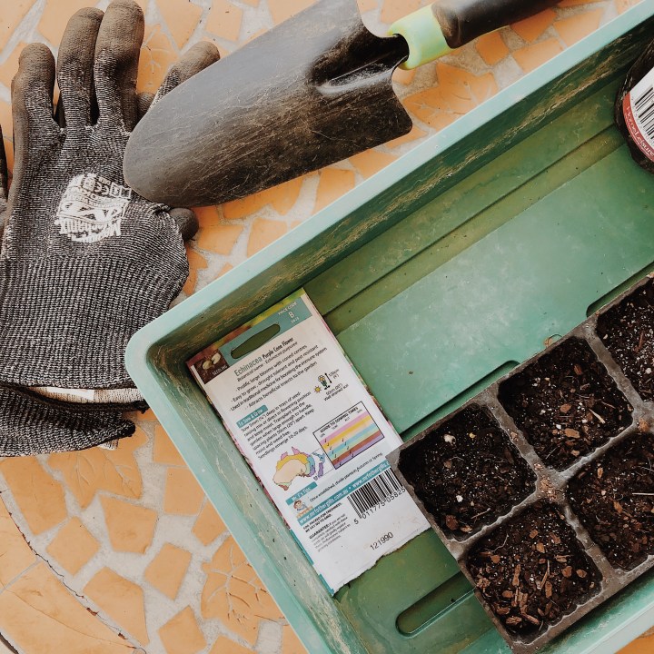 Looking down on seedling trays, gardening gloves and trowel.