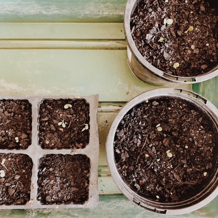 Seedlings emerging from seedling planters.