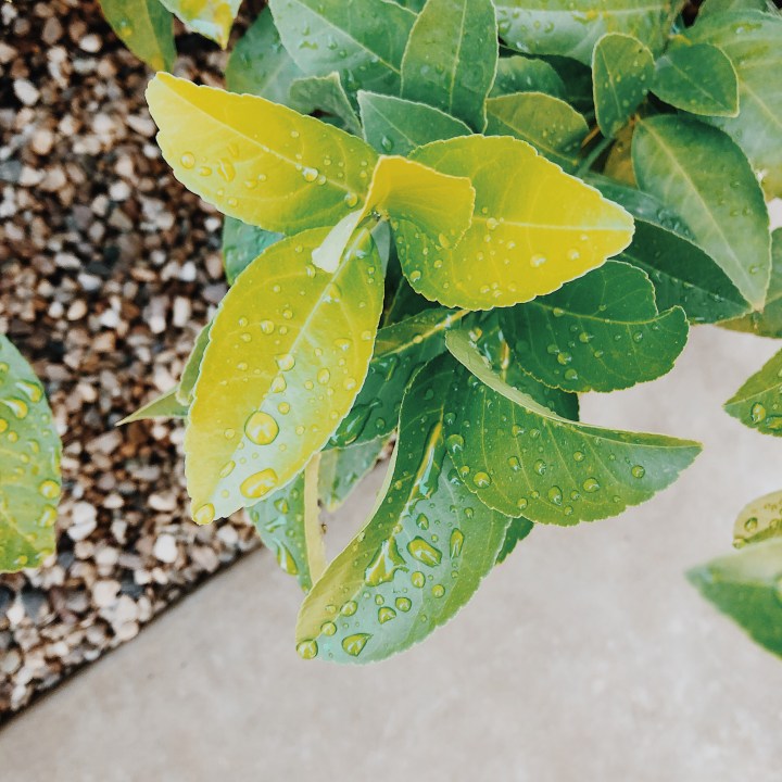 Raindrops on an orange tree's leaves.