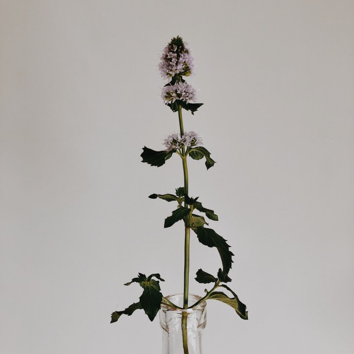 Stem of Cologne mint.