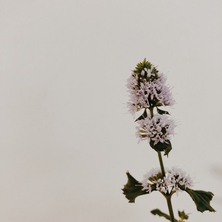 What’s making me happy:&nbsp;February