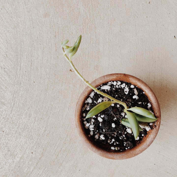 String of bananas succulent in a pot.