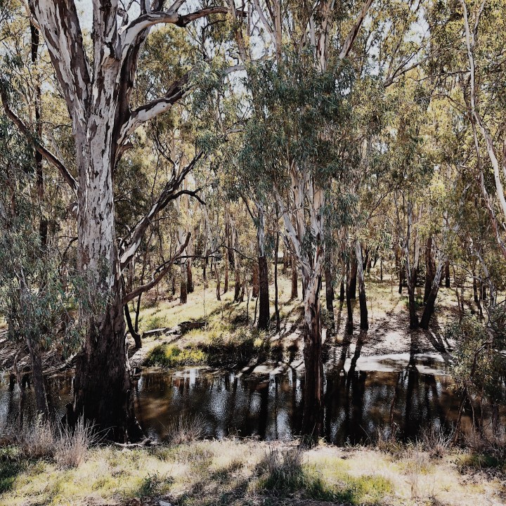 The banks of the Murrumbidgee River in Wagga Wagga, New South Wales, Australia.