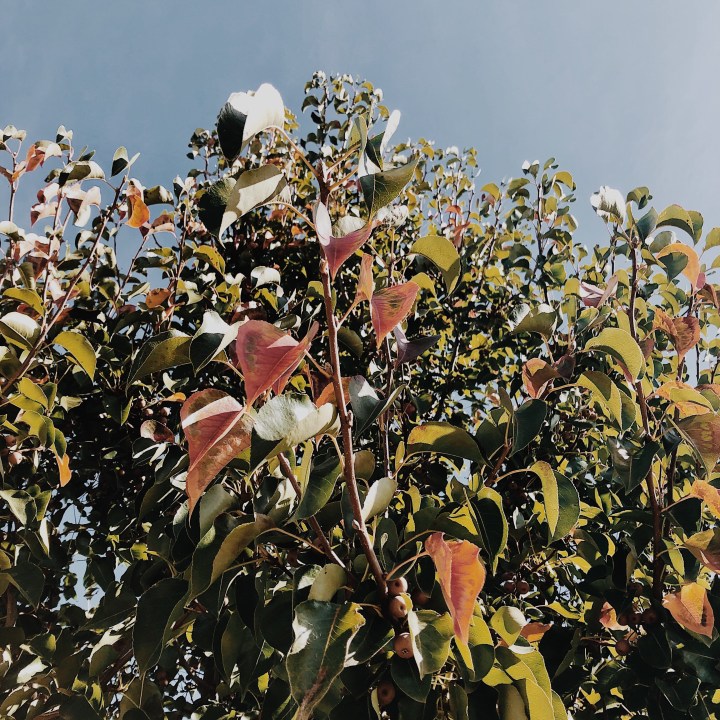Autumn leaves on a Manchurian pear tree.
