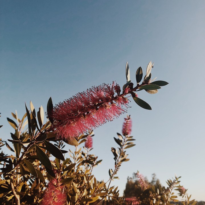 Bottlebrush bush in bloom against a late afternoon blue sky..
