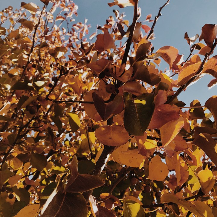 Looking up into autumnal leaves on a tree.