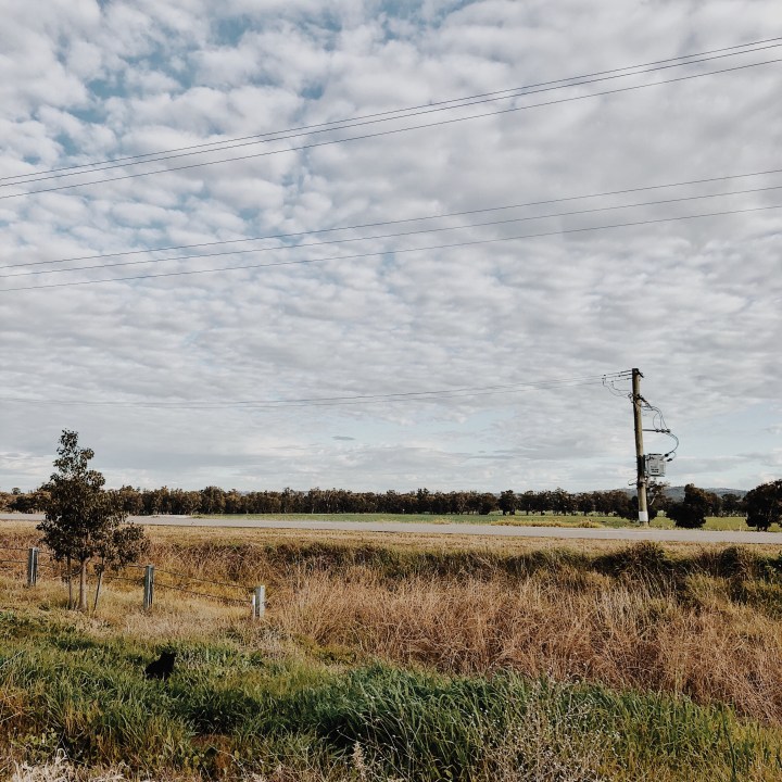 Cat hiding amongst grasses, with farmland in the background.