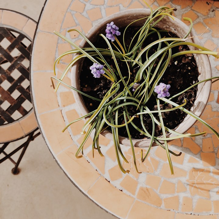 Grape hyacinths in a pot on top of a garden table.