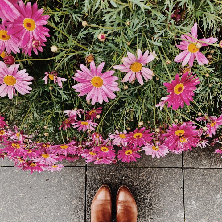 Looking down at a bush of pink flowers and a pair of feet in tan leather boots.