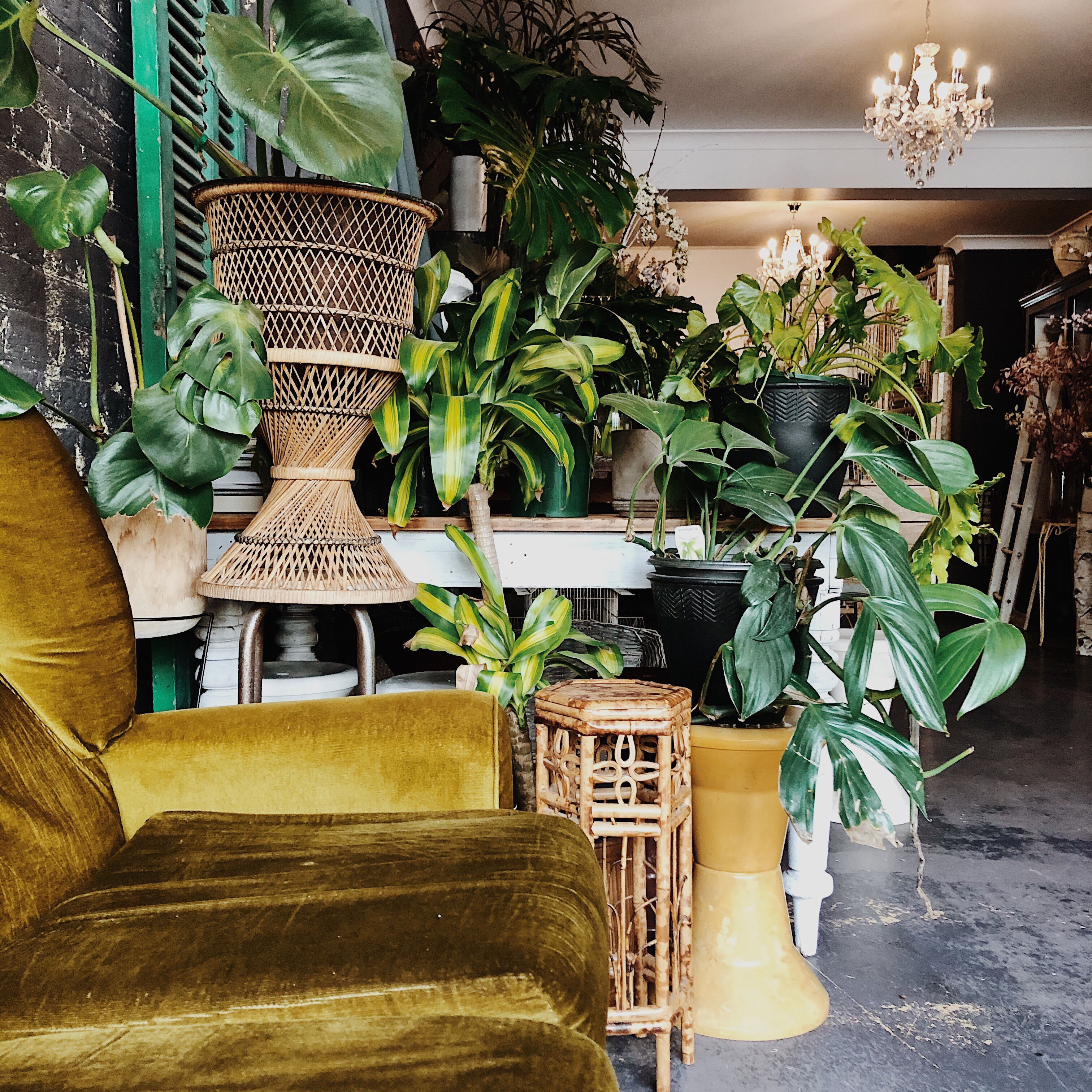 The Lucid Coffee Bar in Wagga Wagga, New South Wales, Australia.