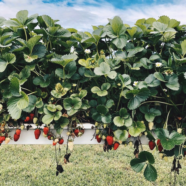 Strawberry fields forever