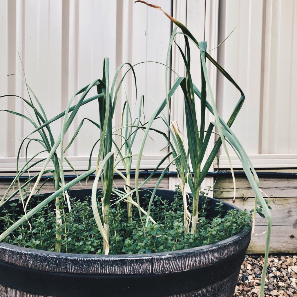 Garlic and thyme growing in a large pot against a cream fence.