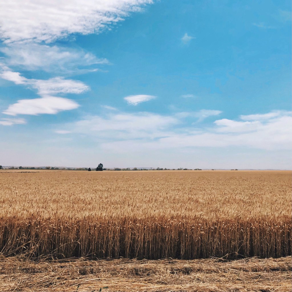 A paddock of barley ready to harvest near Wagga Wagga, New South Wales, Australia.