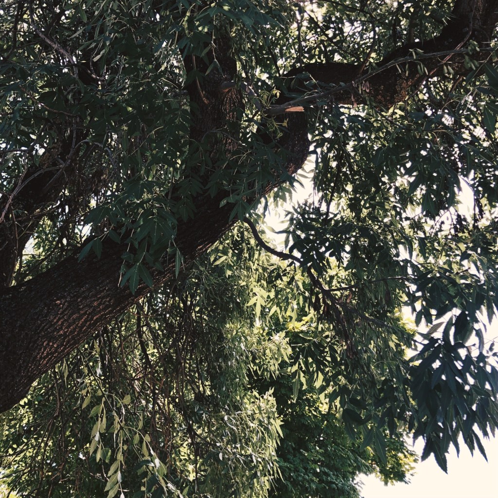 Looking up to a ray of sunshine amongst the leaves of a tall tree.
