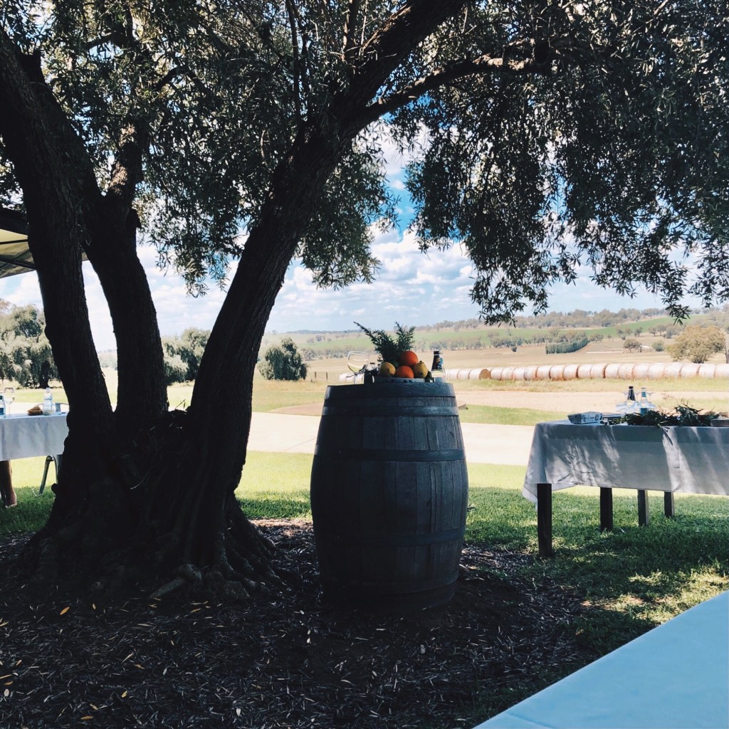 Tables set up underneath an olive tree.