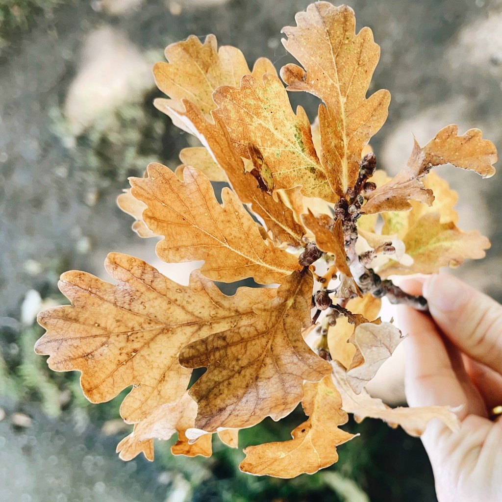 Hand holding a bunch of golden oak leaves.