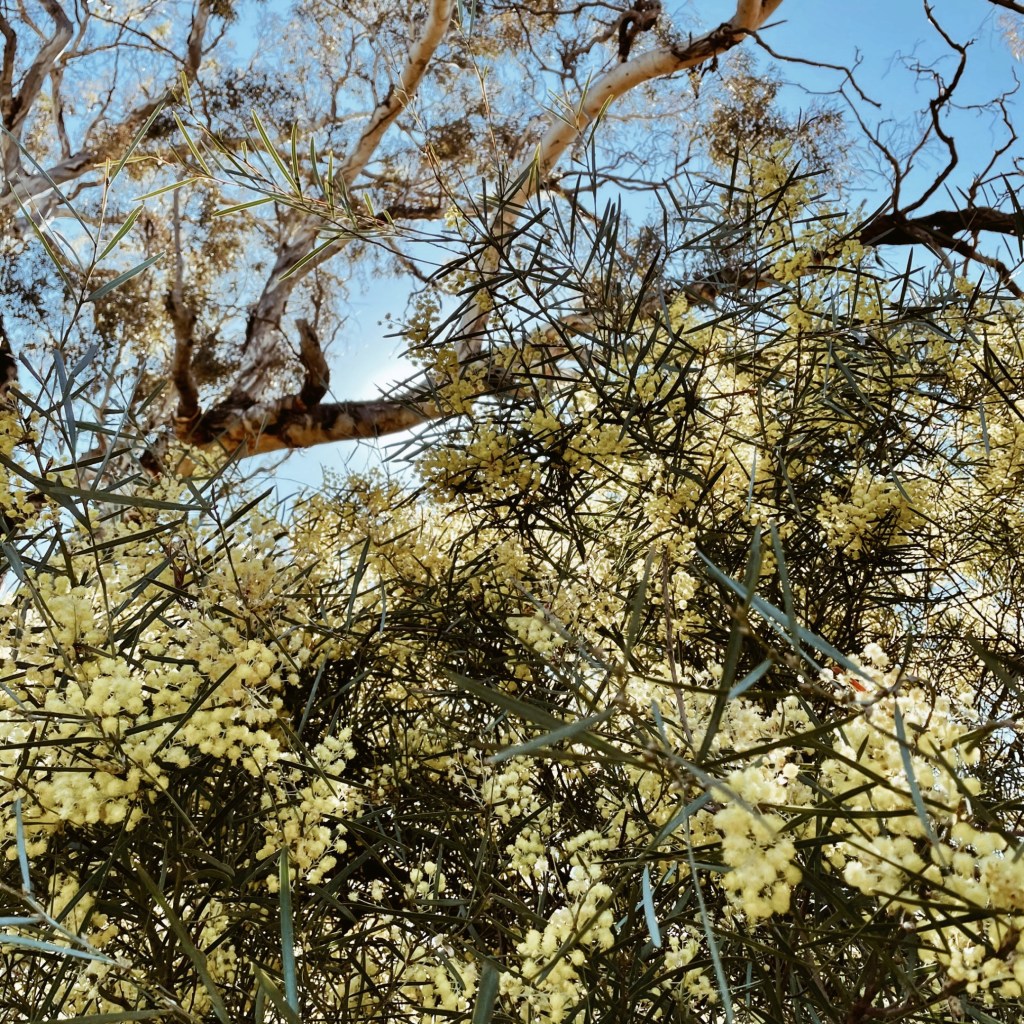 Looking through flowering wattle up to an old gum tree and blue morning sky.
