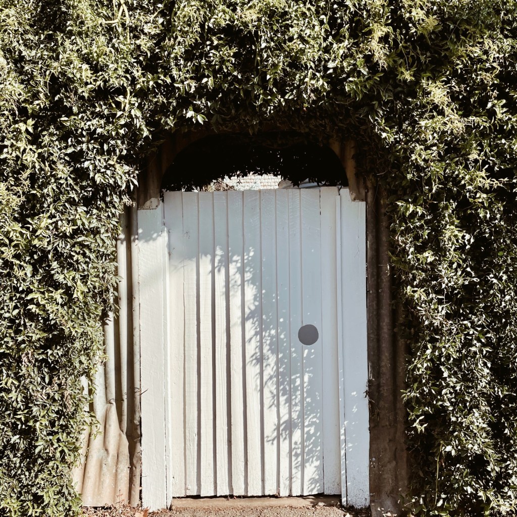 White picket gate, surrounded by green hedges.