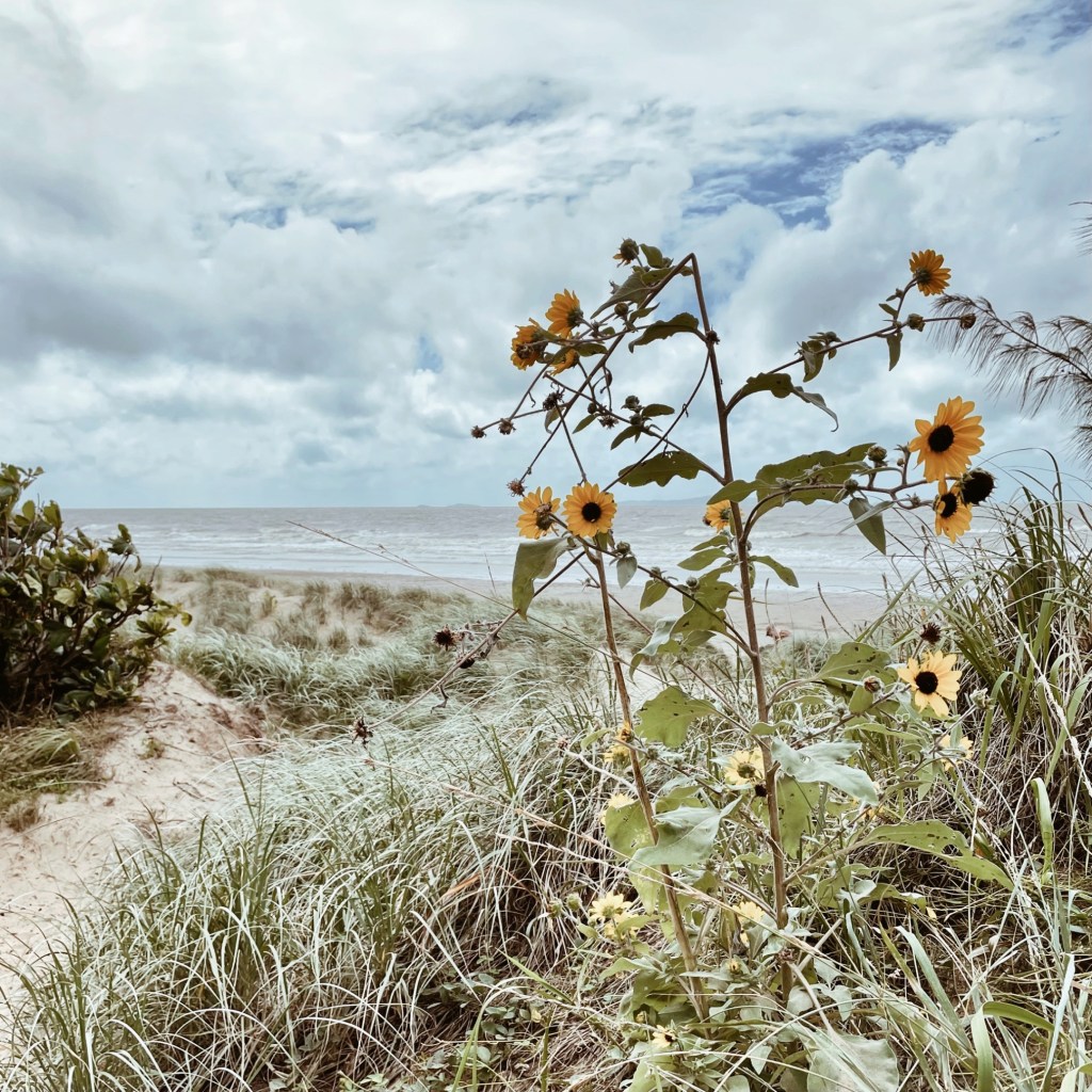 Sunflowers growing alongside an access track at Farnborough Beach, Yeppoon, Queensland, Australia.
