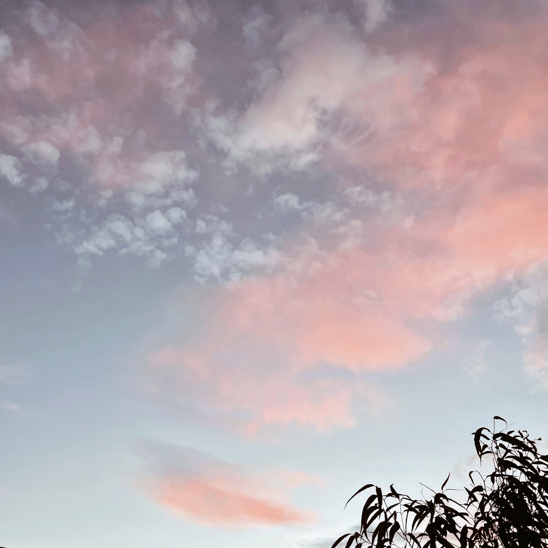 Morning sky against the silhouette of a tree.