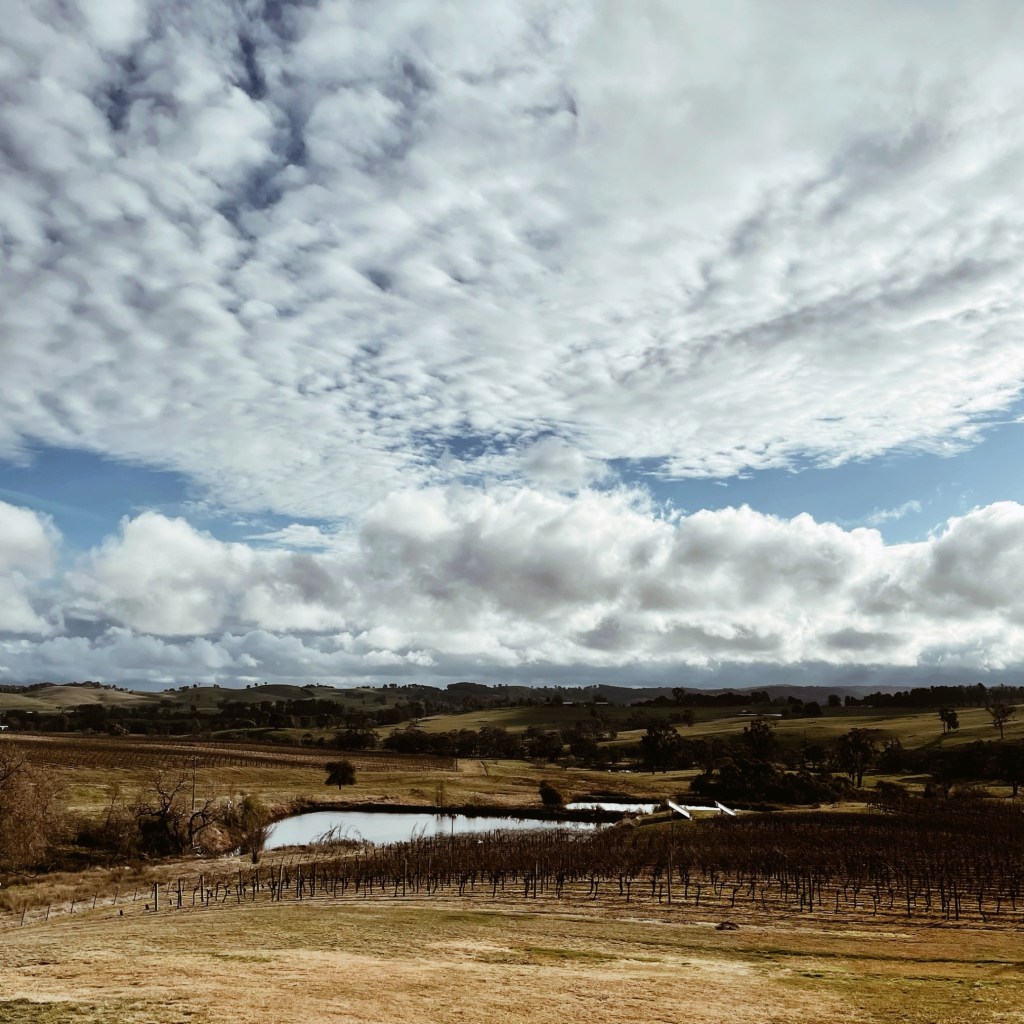 Looking out over the vines at Courabyra Winery, Tumbarumba, New South Wales, Australia.