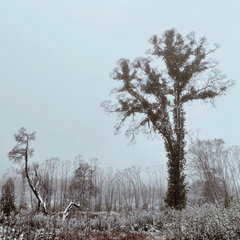 Snow covered trees and bushes near Laurel Hill, New South Wales, Australia.