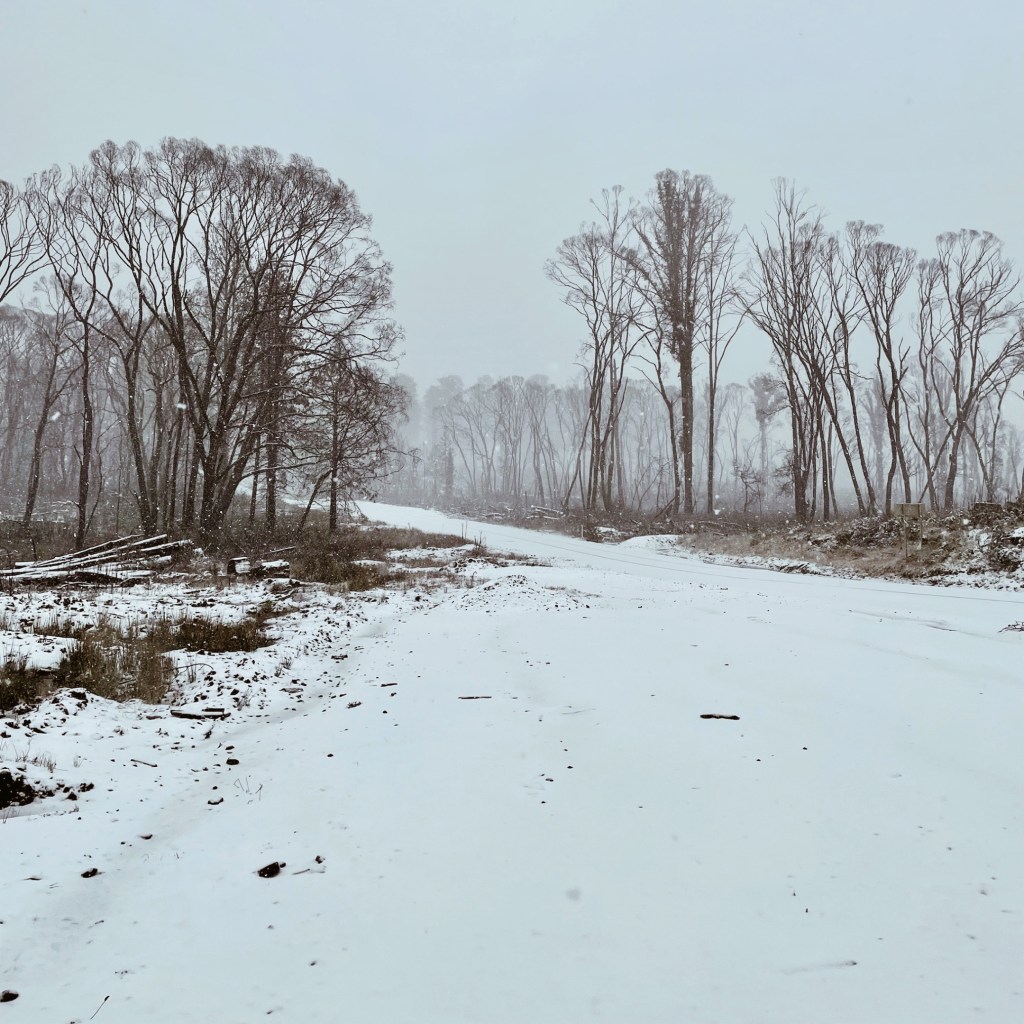 Snowy road and bare trees near Laurel Hill, New South Wales, Australia.