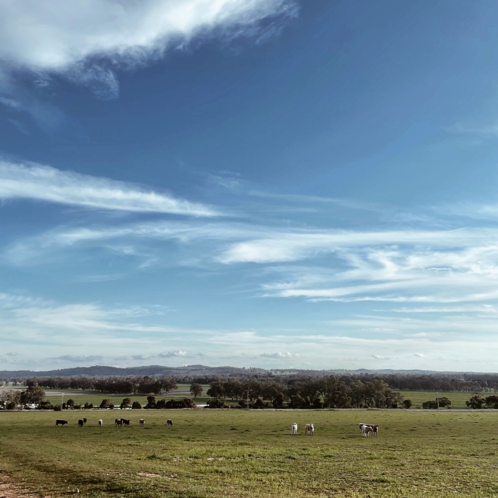 Cows grazing in a lush green paddock. Hills are in the distance and the sky is blue and filled with white clouds.