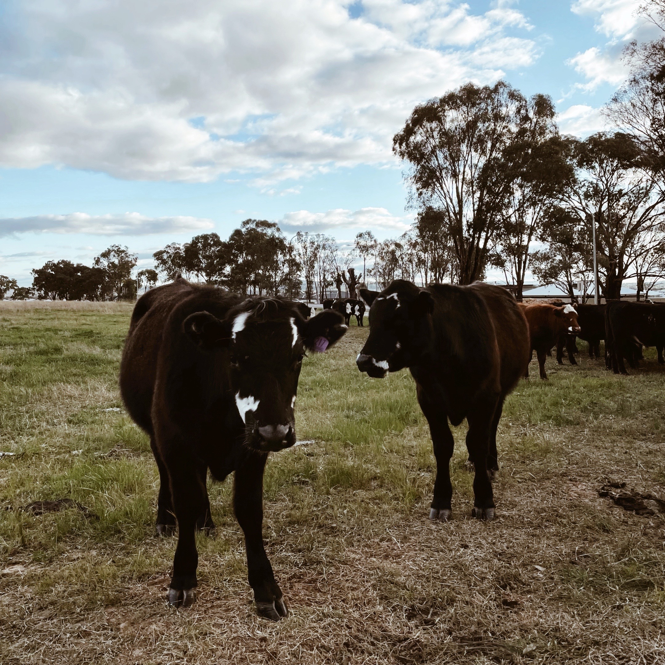 Black cows in a paddock.