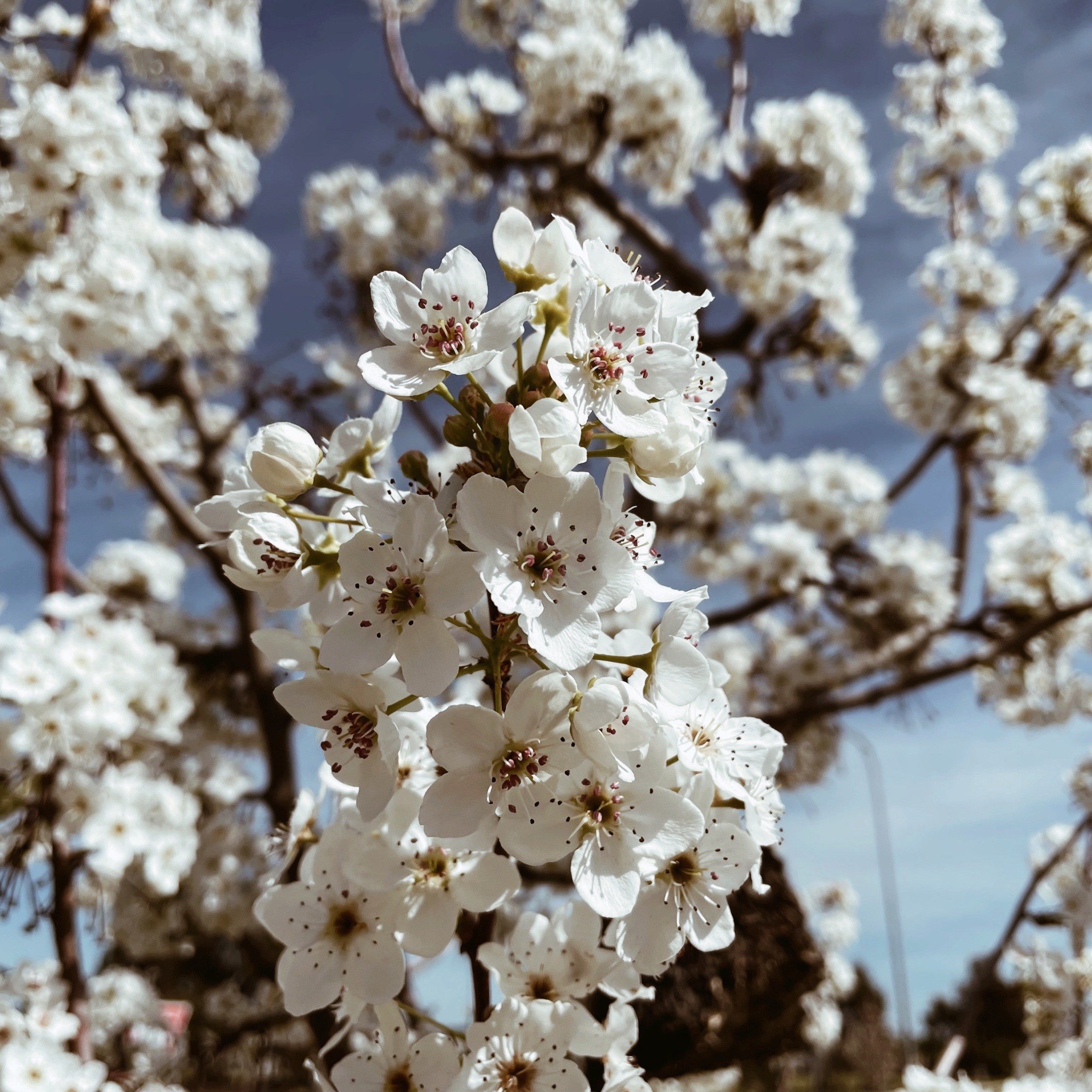 White spring blossom on a tree.