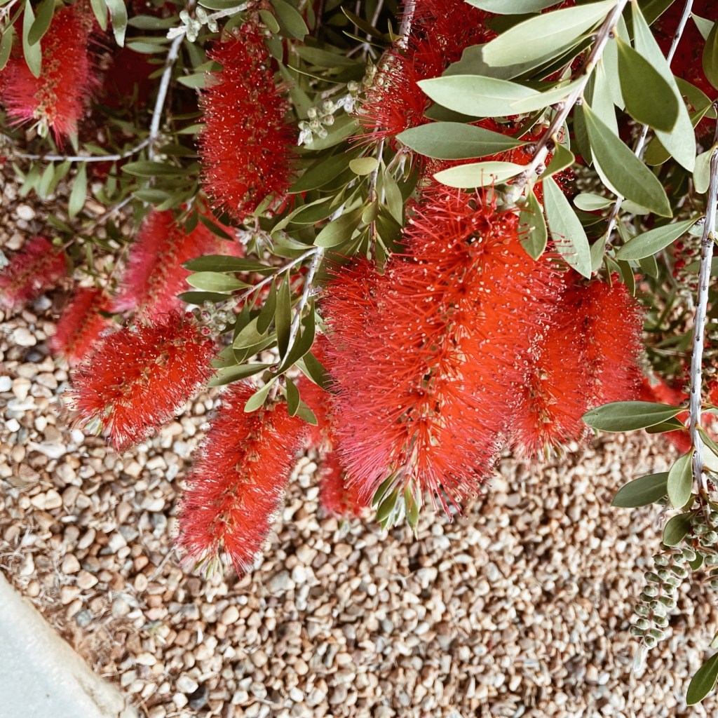 Looking down at red bottlebrush flowers.