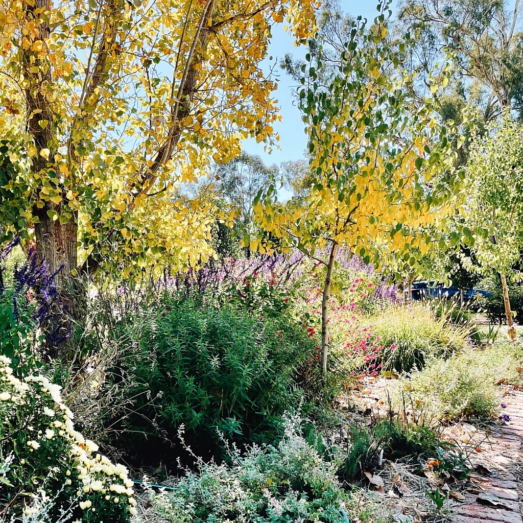 Gardens at Ladysmith Park Perennials, New South Wales, Australia.