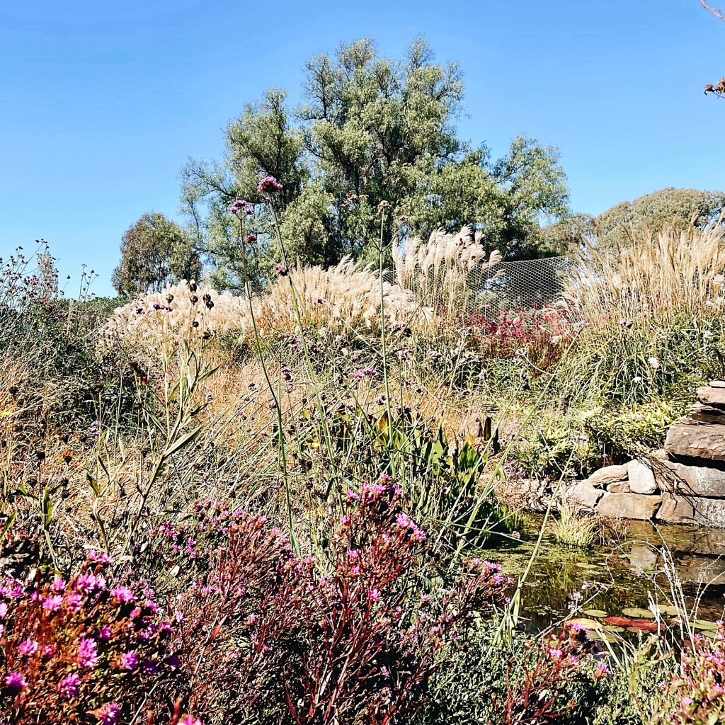 Gardens at Ladysmith Park Perennials, New South Wales, Australia.