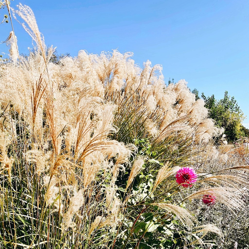 Gardens at Ladysmith Park Perennials, New South Wales, Australia.