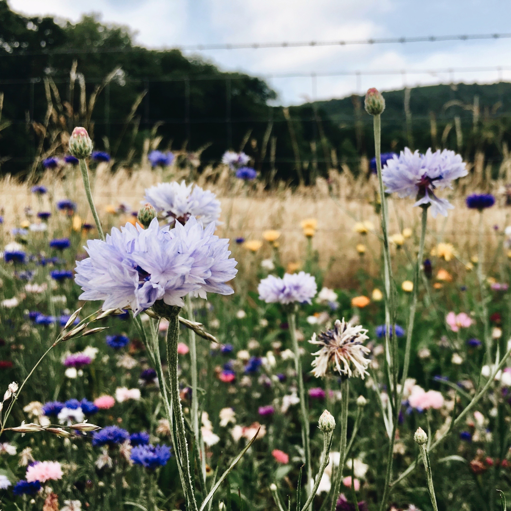 Meadow of flowers in Malvern, Worcestershire, England.