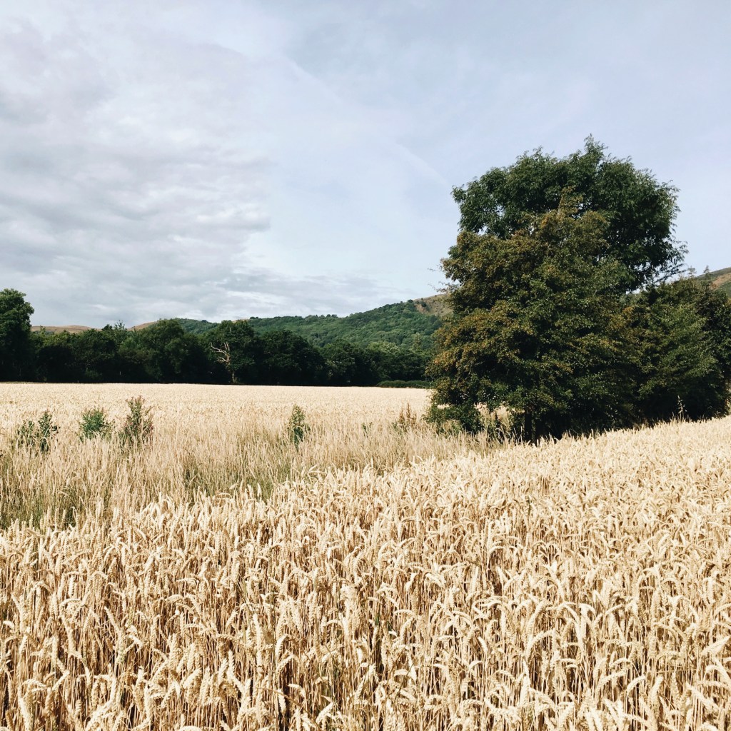 Wheat growing in a field near Malvern, Worcestershire, England.