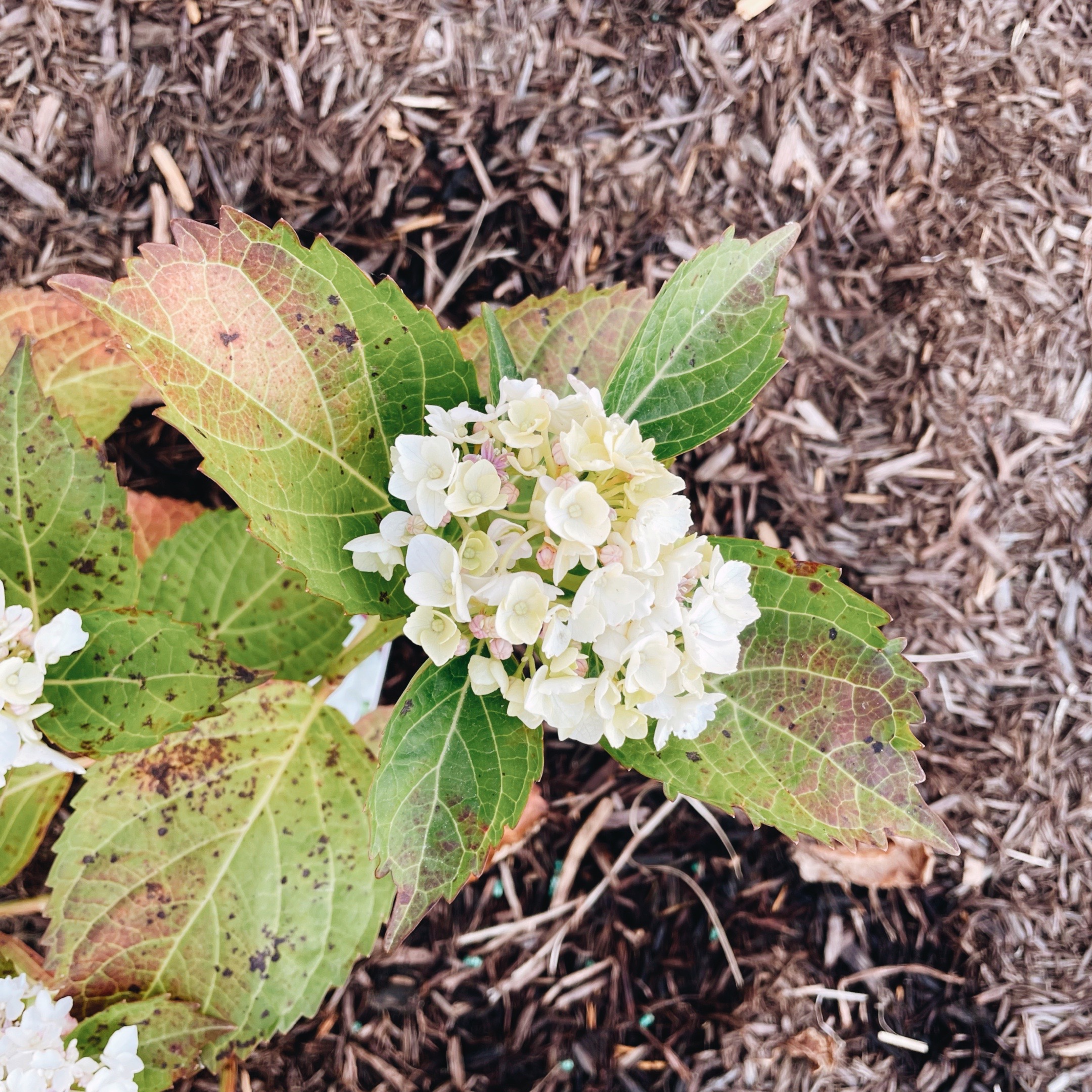 White hydrangea starting to bloom.