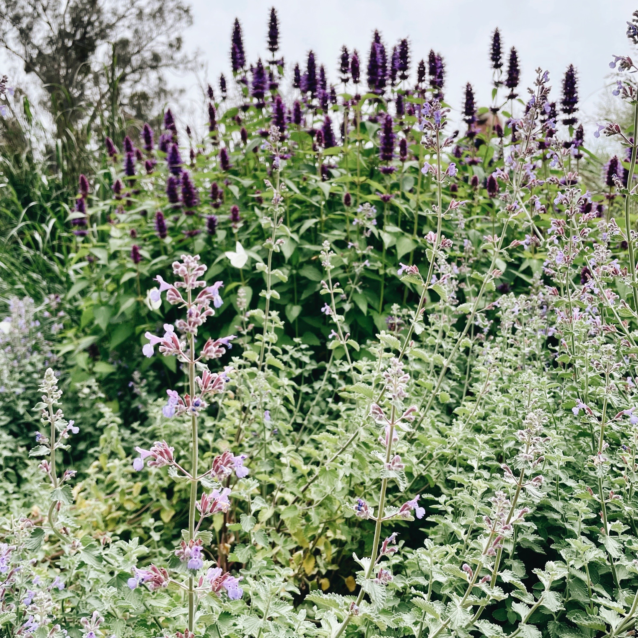 Salvias and catmint flowering at Ladysmith Park Perennials, Ladysmith, New South Wales, Australia.