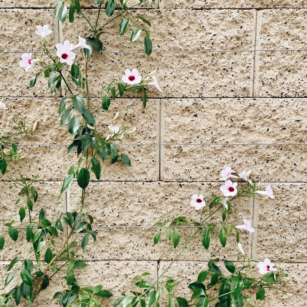 A Pandorea creeper growing up a wall.