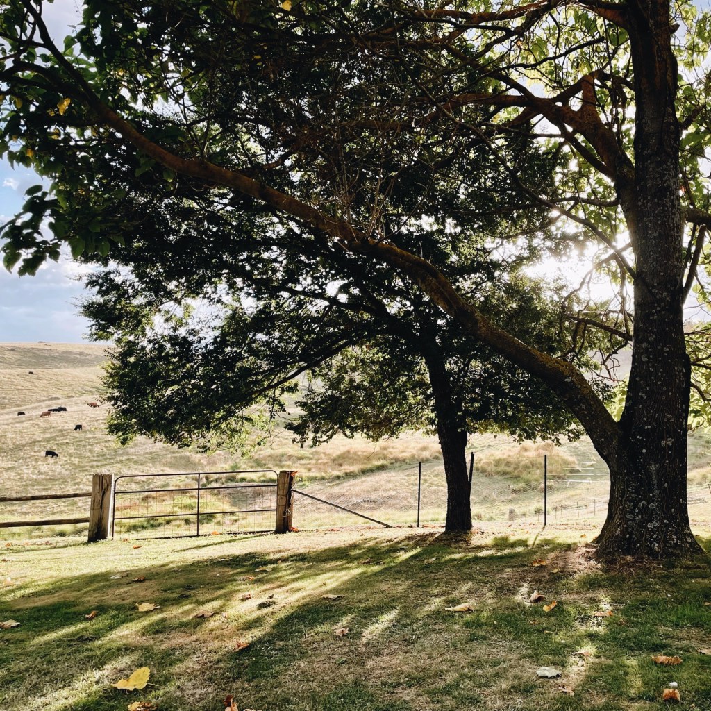 Early morning sun peeks through a tree and spreads out over farmland in Victoria Australia's High Country.
